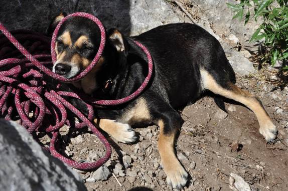Nosso cão mascote descansa sobre a corda de segurança em Potrero Chico, no nordeste do México
